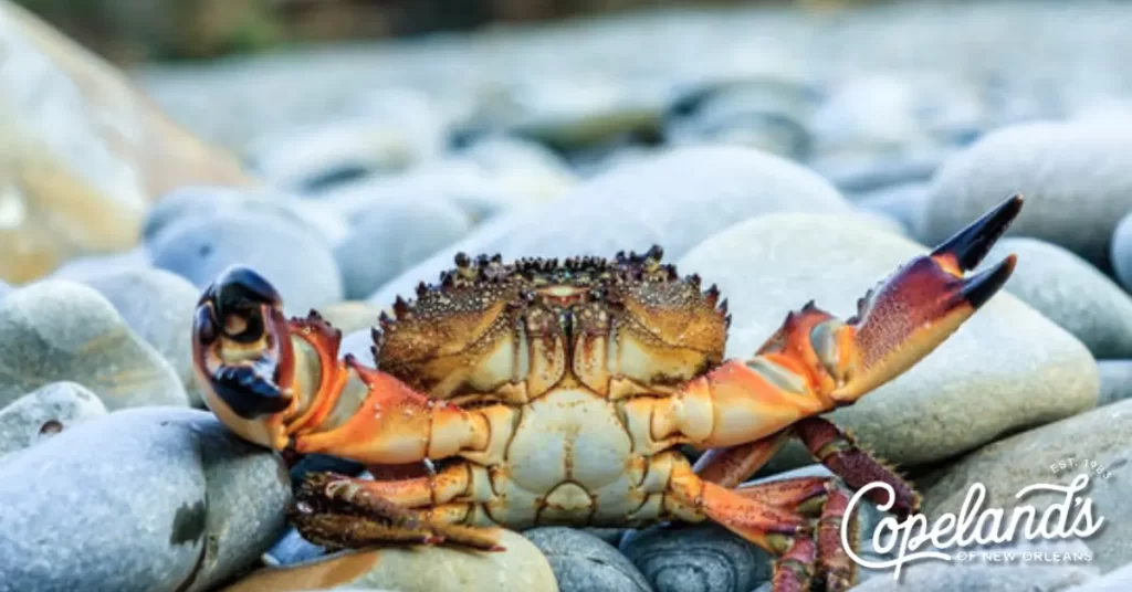 A stone crab | COJ